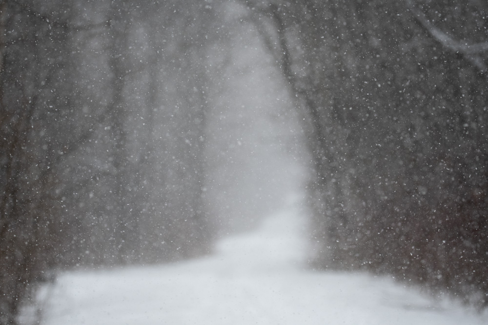 Snowfall, north woods. 2019.