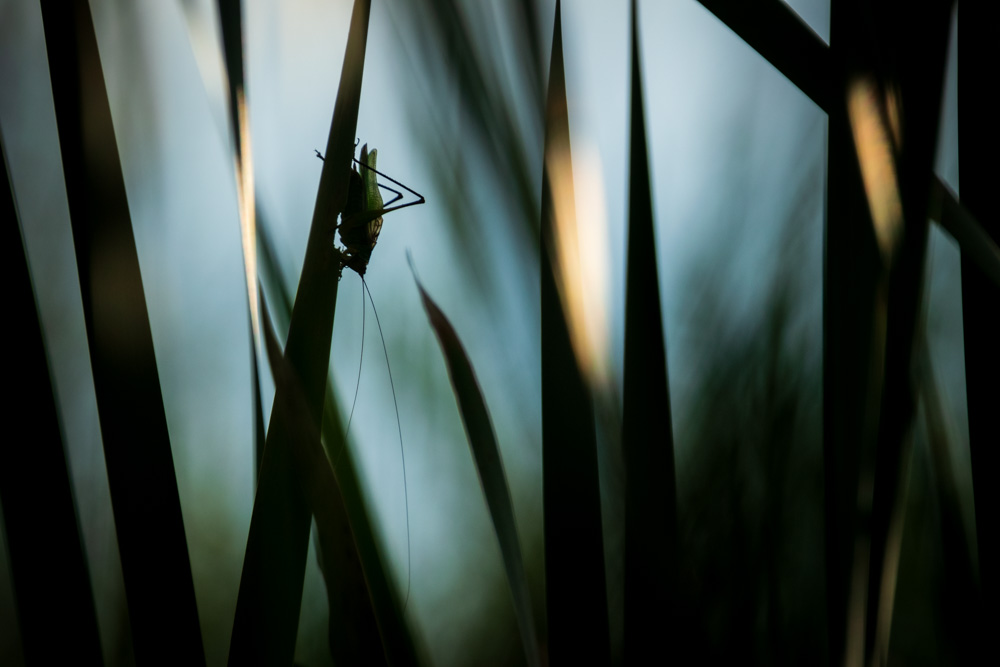 Cattail prismatic, north woods. 2018.