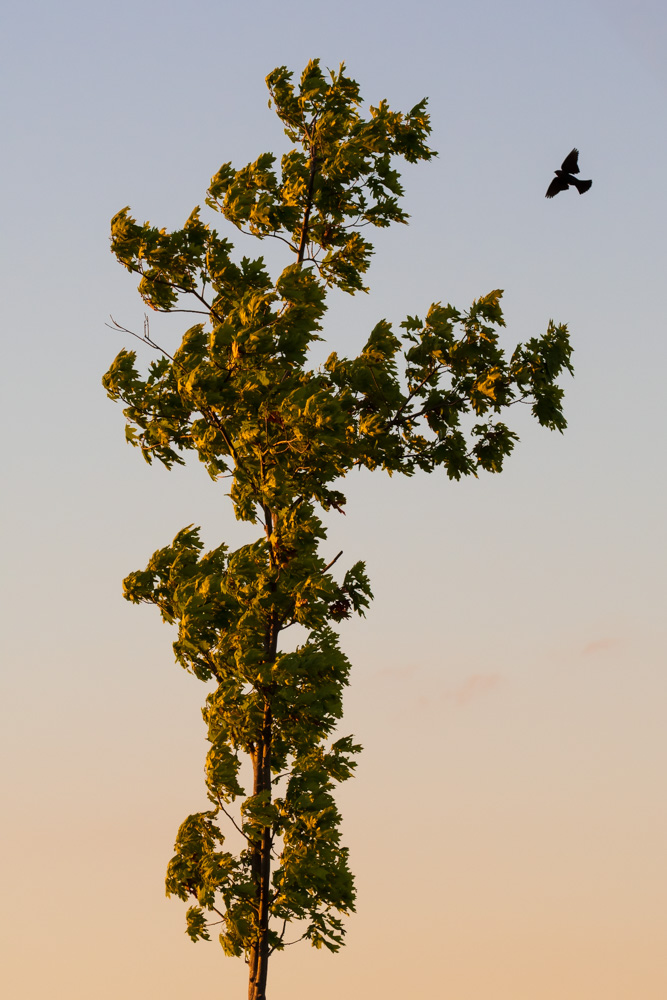 Blackbird, young maple. 2020.